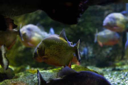 海底 美女 自然 水下 盐水 海的 埃及 动物 深的 水族馆