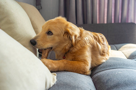 四个月大的金毛猎犬在沙发上咬生皮骨头