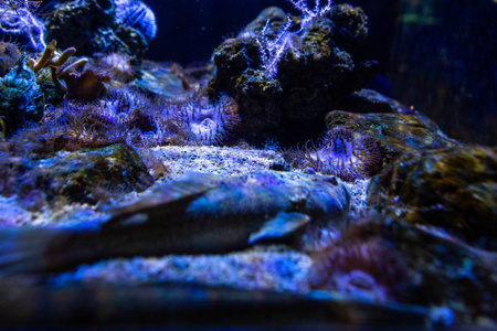 生态系统 海洋 自然 野生动物 潜水 射线 风景 水下 珊瑚