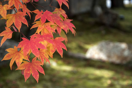 Autumn season colorful of leaves a park in Kyoto 