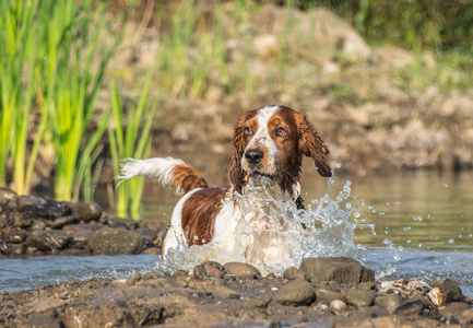 自然 宠物 可爱的 犬科动物 夏天 动物 哺乳动物