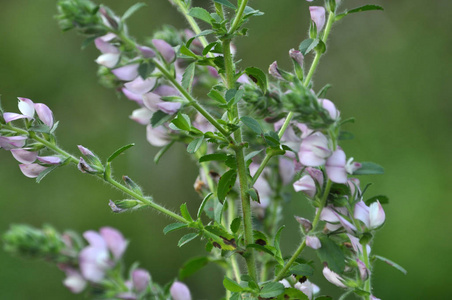 野牛草伏特加图片