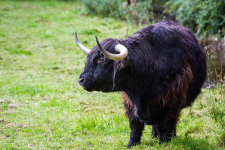 Black highland cow 