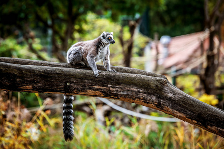 毛茸茸的 宝贝 猴子 自然 雨林 马达加斯加 野生动物 动物