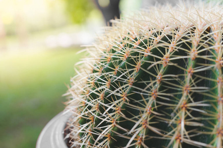 Close up of Big cactus in pot with warm light 