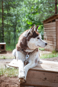 托儿所里养的哈士奇犬