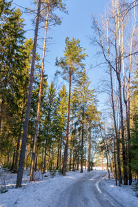 冬季森林里的土路