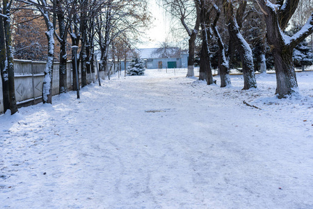 两侧有树的冬季小巷图片