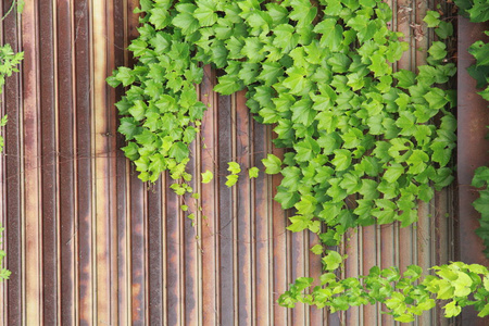 纹理 植物 春天 花园 夏天 木材 常春藤 树叶 古老的