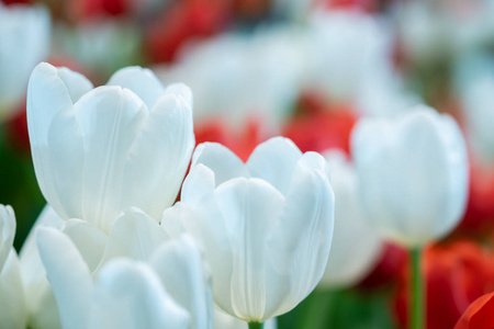 fresh natural tulips flower , tulips blooming in morning ,white 