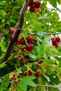 红醋栗成熟的果实在植物枝上。