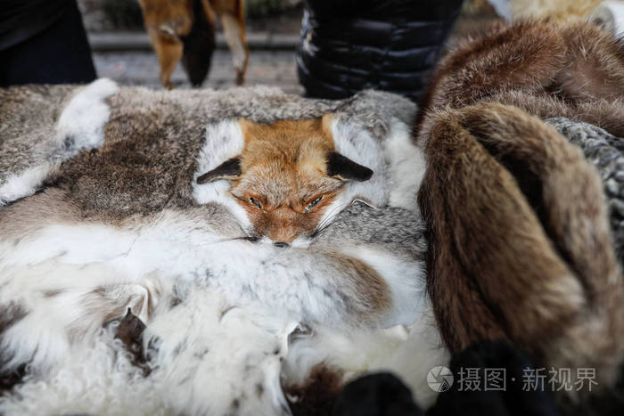 剥了皮的狐狸和其他动物的毛皮在农民f展览