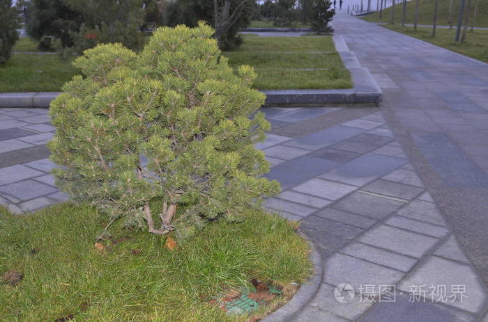 人行道 风景 走道 美丽的 植物 自然 夏天 园艺 草坪