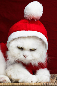 圣诞装饰中一只毛茸茸的白猫的肖像红色工作室背景上的圣诞老人服装。新年，宠物，动物迷因概念。