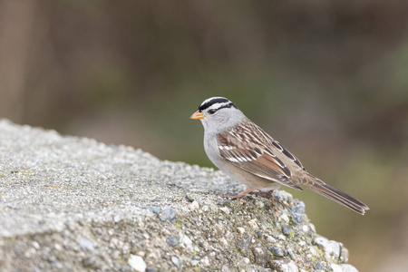  White crowned Sparrow