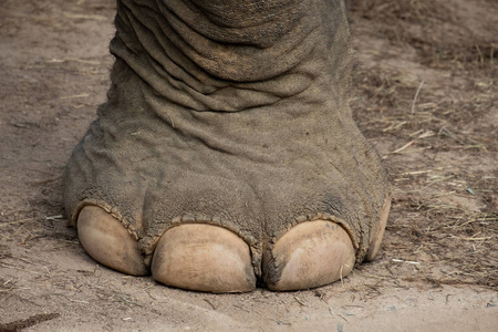 大象的指甲和脚照片
