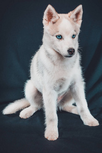 一只棕色的哈士奇小狗，黑色背景，明亮的蓝色眼睛。