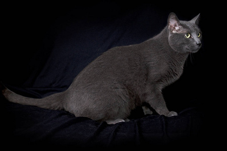 黑布上的灰猫侧身坐着