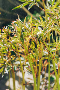 花园 特写镜头 泥炭 拍摄 季节 地球 植物 环境 觉醒