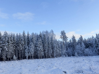 白色的冬日路，背景是树木