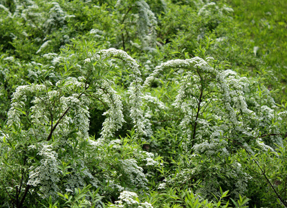 Bushes of blooming spiraea with white flowers 