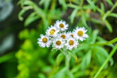 热带 分支 粉红色 招呼 颜色 开花 羽衣甘蓝 花园 夏天