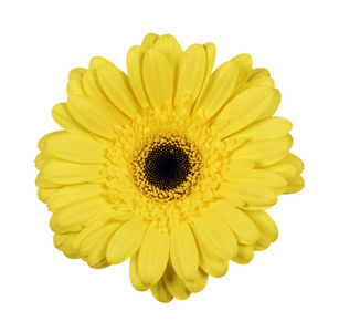 Beautiful yellow gerbera 