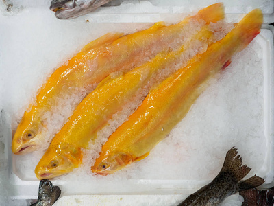 三条新鲜冰冻的琥珀鳟鱼躺在冰里