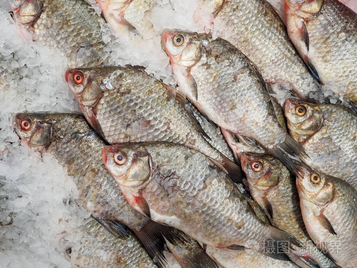 许多刚冻好的小鲫鱼躺在冰上