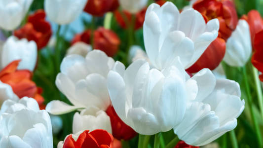 fresh natural tulips flower , tulips blooming in morning ,white 