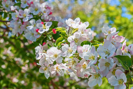 春季开花苹果树特写