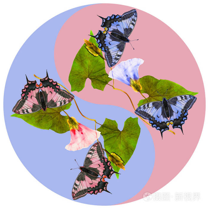 花卉符号阴阳金缕梅蝴蝶几何图案o