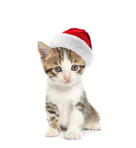 白色背景上戴圣诞老人帽的可爱小猫