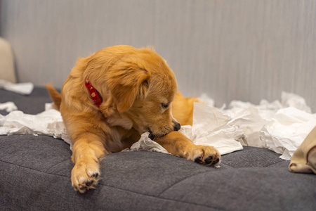 可爱的金毛猎犬在沙发上玩纸巾