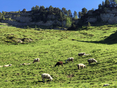 牲畜 农田 国家 旅游业 吃草 兽群 反射 动物 阿尔卑斯山