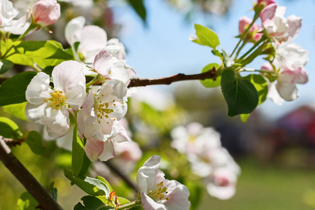 红苹果特写在苹果树上摘下一个红色小苹果的女人手特写镜头苹果树上的