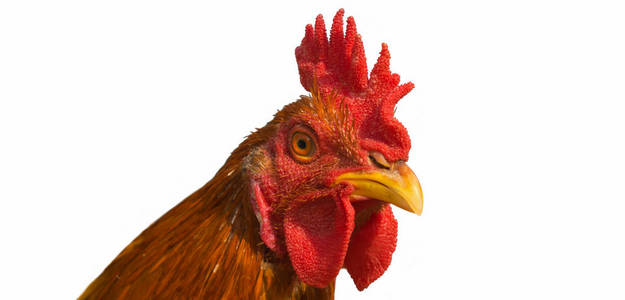 close up of golden brown rooster chicken head 