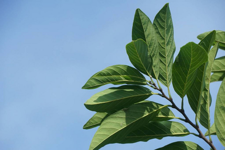 生长 分支 花园 自然 特写镜头 树叶 植物 美丽的 环境