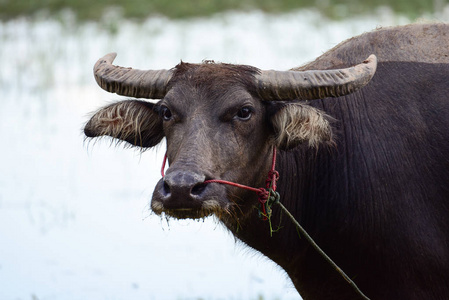  buffaloe in field eating the grass in Thailand