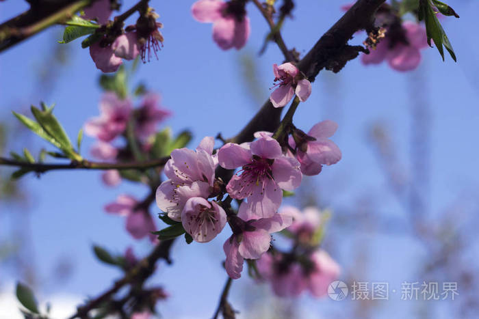一棵小桃樹 賈平凹_桃樹下的小白兔_賈平凹我的小桃樹