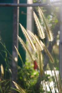 植物 花园 领域 自然 夏天