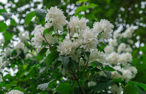 茉莉花丛有美丽的，特里，白花。