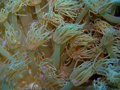 热带 动物 世界 海洋 潜水 珊瑚 水下 自然