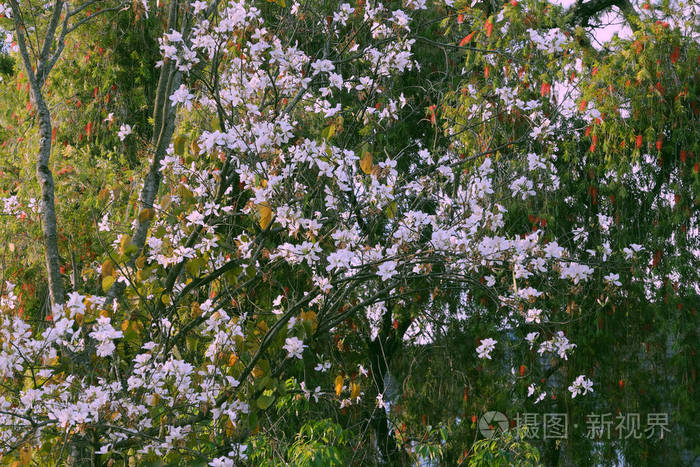 beautiful white Bauhinia variegata flower bloom on green leaves 