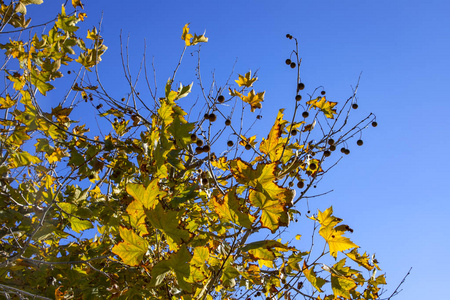 一棵梧桐的树枝，秋天的叶子和种子都是黄色的，在蓝天的衬托下