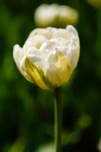 作物 生态学 环境 草药 纹理 花瓣 季节 郁金香 树叶