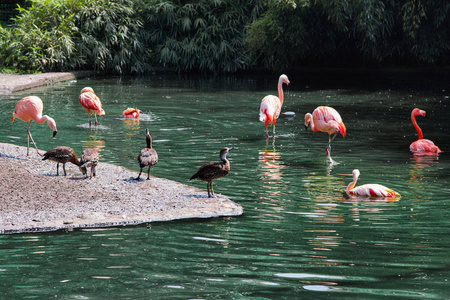 野生动物 池塘 羽毛 鸭子 自然 公园 美丽的 旅行 布拉格