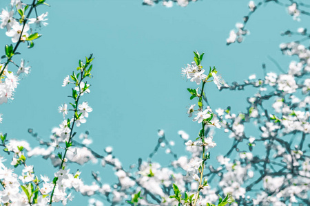 绿松石背景上的花卉抽象艺术，复古樱桃流