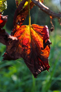 秋天 落下 季节 树叶 自然 美女 特写镜头 颜色 森林