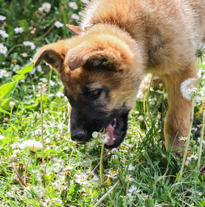 牧羊犬在外面。